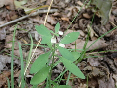 Scutellaria integrifolia, photograph (c) harrier, some rights reserved (CC BY)