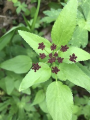 Thaspium trifoliatum
