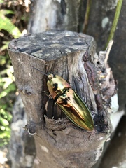 Campsosternus auratus