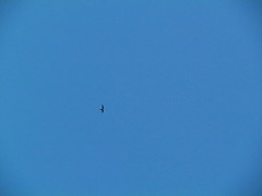 Panyptila cayennensis