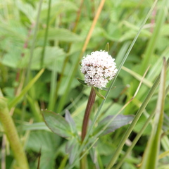 Valeriana dioica