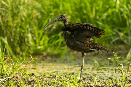 Glossy Ibis