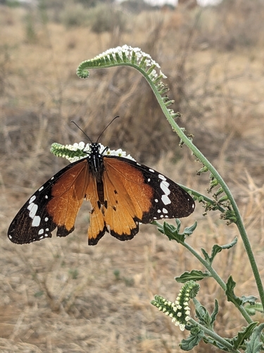African Plain Tiger