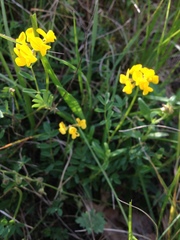 Hippocrepis comosa