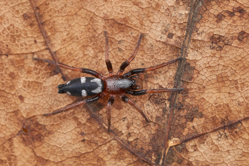 Aphantaulax trifasciata