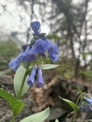 Mertensia oblongifolia
