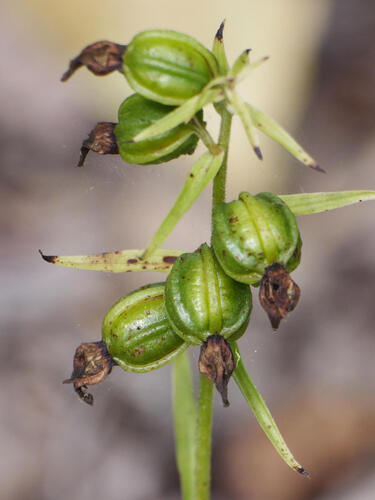 Broad-leaved helleborine
