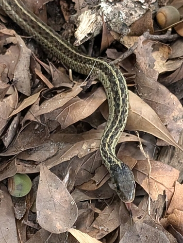 Common Garter Snake