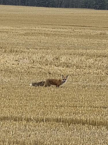 Red Fox