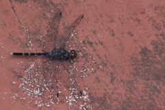 Bradinopyga geminata