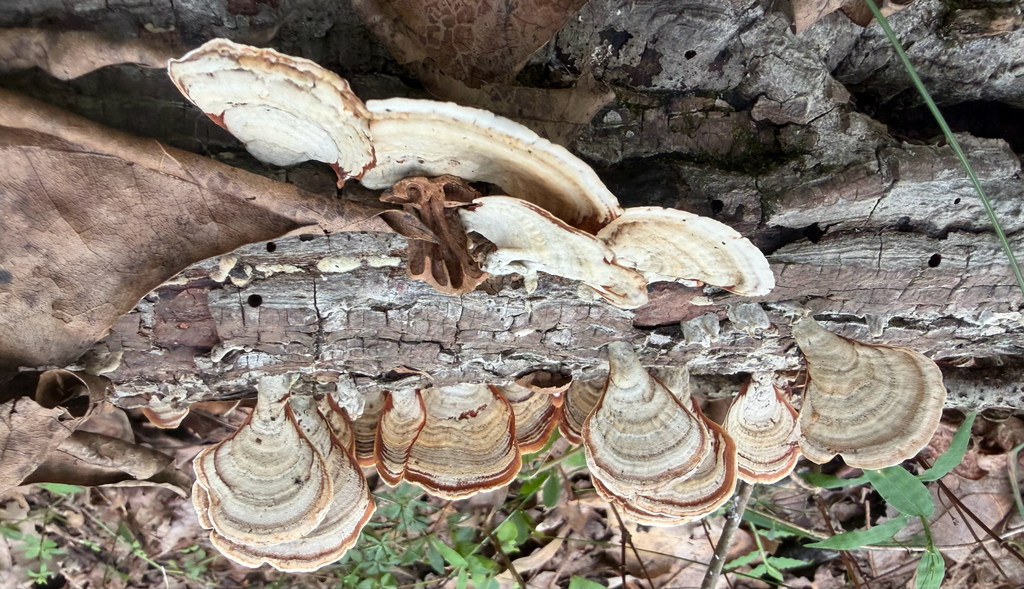 False Turkeytail · September 2026 · photo: Photo: (c) Caitlin CLE, some rights reserved (CC BY) · iNaturalist
