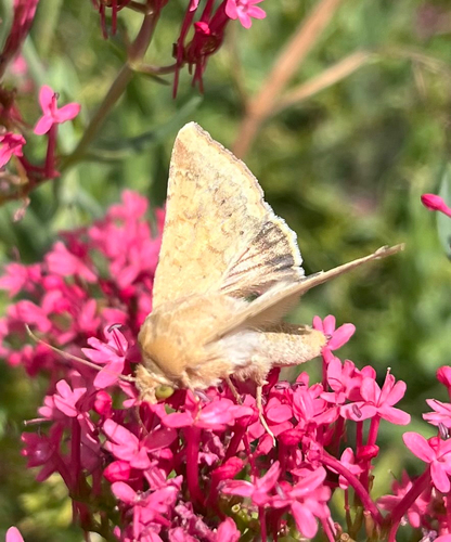 Corn Earworm Moth