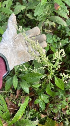 Iresine rhizomatosa, photograph 5