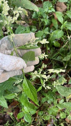 Iresine rhizomatosa, photograph 6