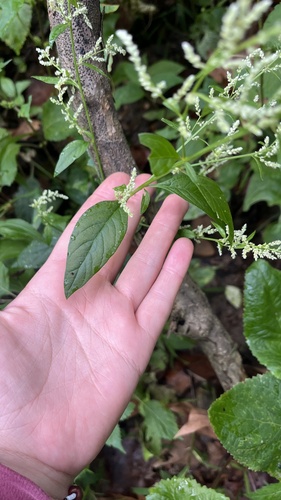 Iresine rhizomatosa, photograph 2