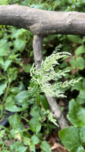 Iresine rhizomatosa