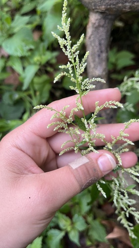 Iresine rhizomatosa, photograph 3