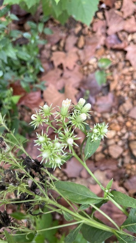 Hasteola suaveolens