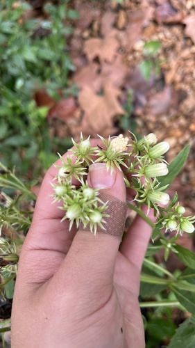 Hasteola suaveolens, photograph 2
