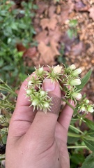 Hasteola suaveolens, photograph (c) diana schwartz, some rights reserved (CC BY)