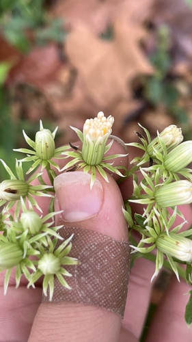 Hasteola suaveolens, photograph 3