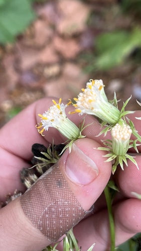 Hasteola suaveolens, photograph 4