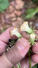 Hasteola suaveolens, photograph (c) diana schwartz, some rights reserved (CC BY)