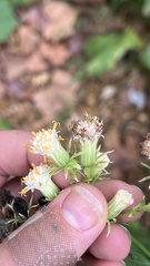 Hasteola suaveolens, photograph (c) diana schwartz, some rights reserved (CC BY)