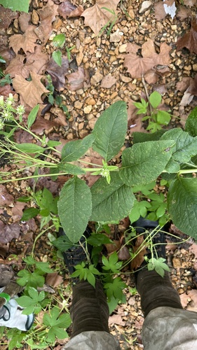Hasteola suaveolens, photograph 6