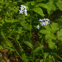 Myosotis krylovii