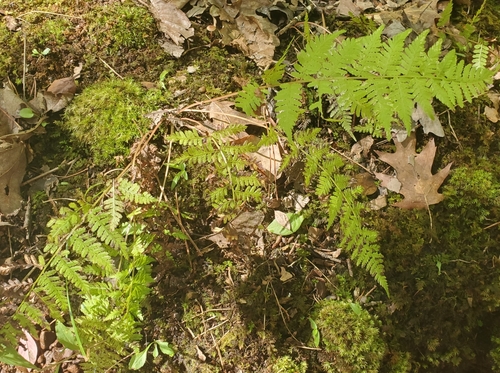 Athyrium asplenioides, photograph 5