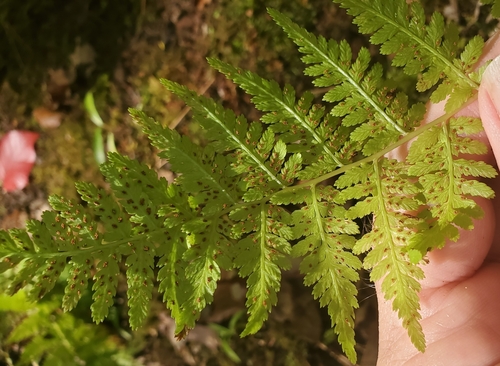 Athyrium asplenioides, photograph 6