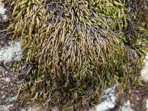 Pterigynandrum filiforme observed 2026-09-12
