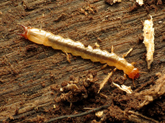 Dendroides canadensis