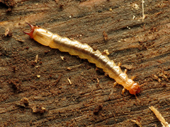 Dendroides canadensis