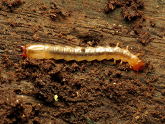 Dendroides canadensis