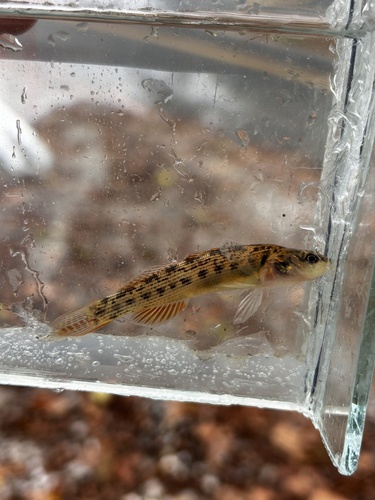 Striped Darter