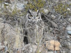 Bubo virginianus magellanicus