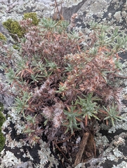 Paronychia argyrocoma