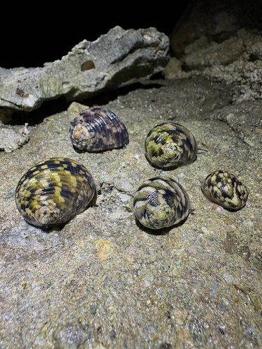Nerita trifasciata observed 2026-09-12