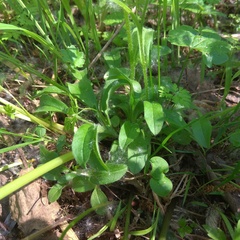 Myosotis krylovii