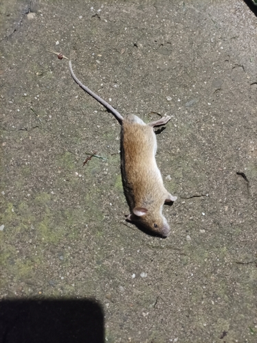 Striped Field Mouse