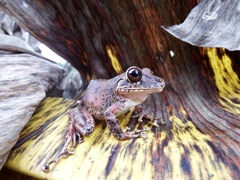 Pristimantis labiosus