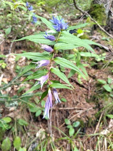 willow gentian