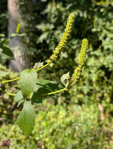Agastache nepetoides