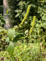 Agastache nepetoides