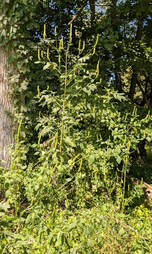 Agastache nepetoides, photograph 2