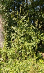Agastache nepetoides, photograph (c) Alan Prather, some rights reserved (CC BY)