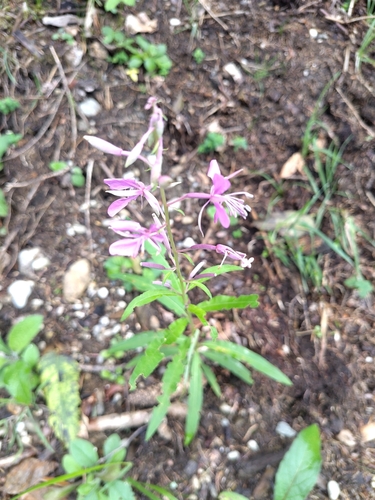 fireweed
