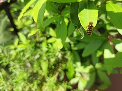 Syrphidae